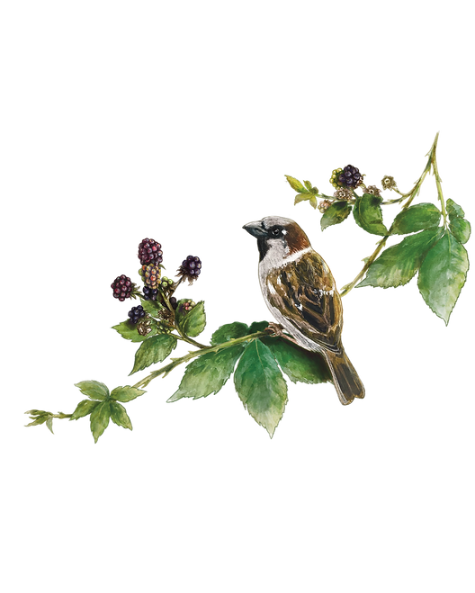 Sparrow Illustration