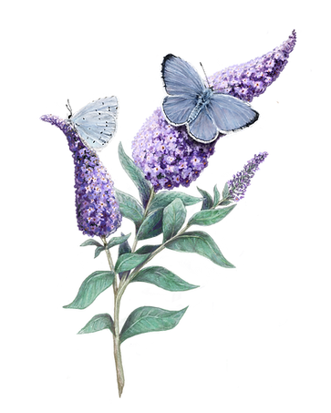 Buddleia Illustration