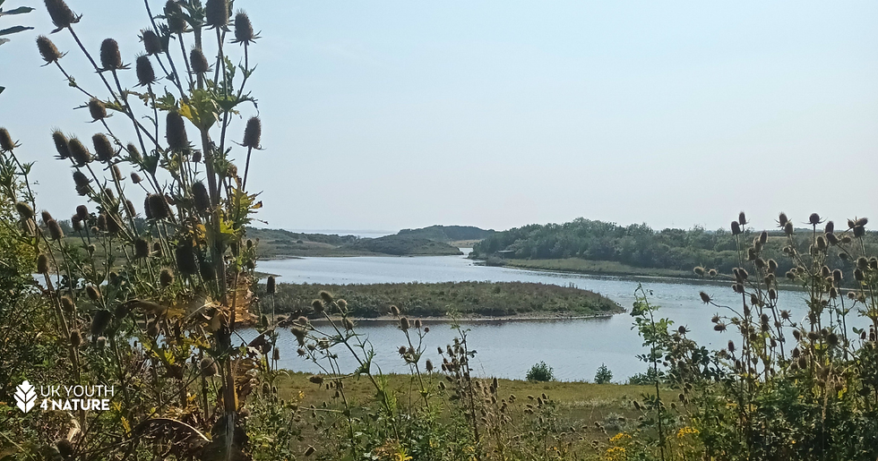 A photograph with wetlands in the background and thistles in the fore.