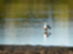 Banded Stilt