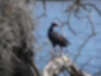 Purple Swamphen