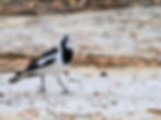 Magpie Lark