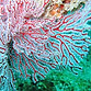 Subergorgia_sp-gorgonian-fan-coral-close-up.jpg