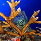 Acropora nobilis_staghorn_coral_(48770939486).jpg