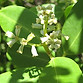 Laguncularia_racemosa_flowers.jpg