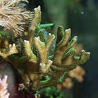 Montipora_digitata.jpg