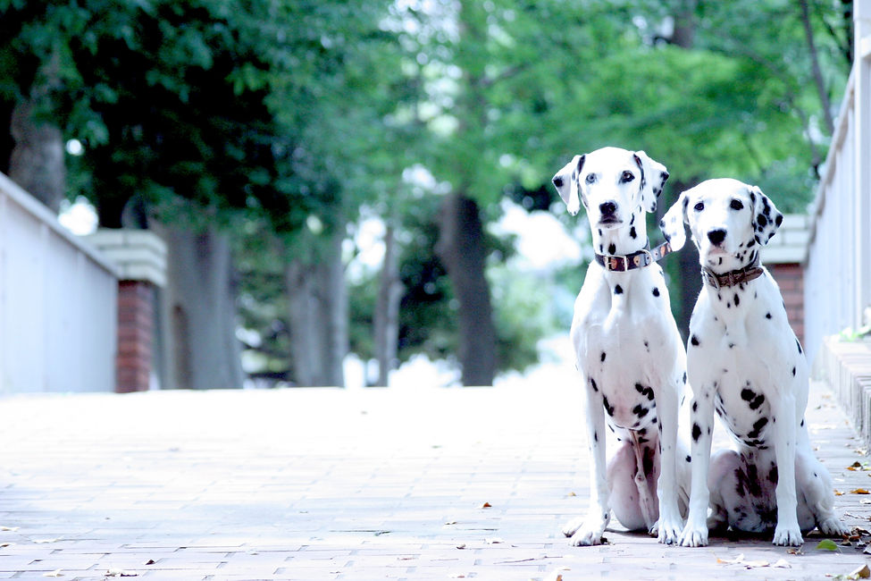 ダルメシアン
