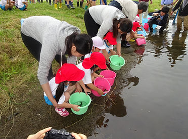 子ども達が魚の放流をしている画像