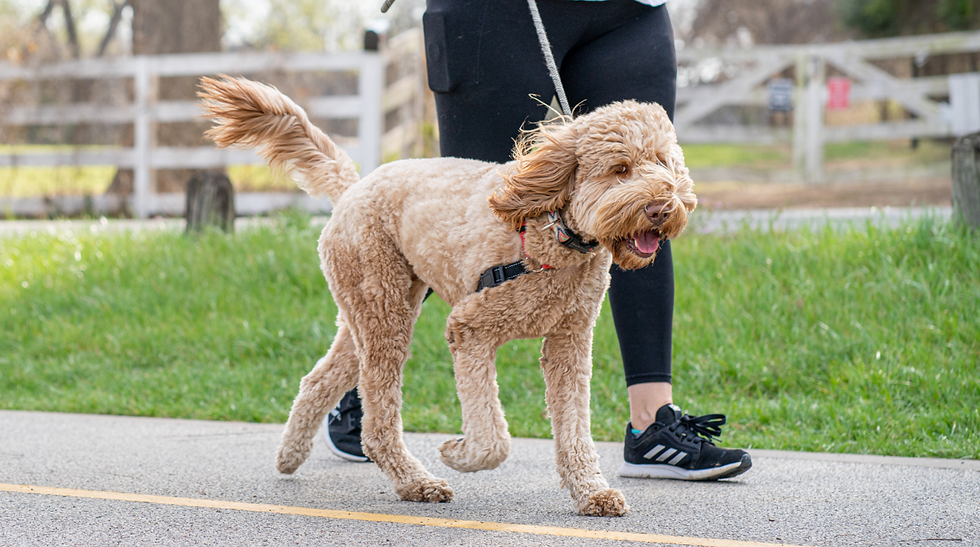 Why Midday Dog Walks Matter Once School Starts Again