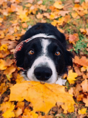 Leaf It Alone! Fall Hazards Dog Parents Should Know