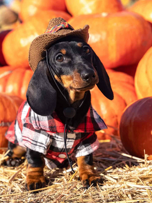 October Fun for Four Paws