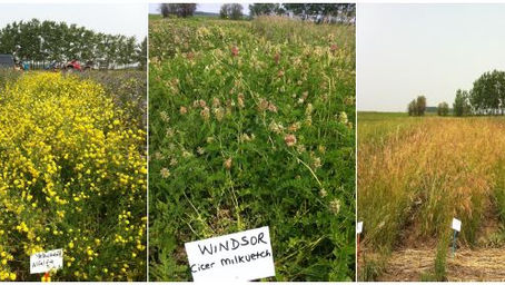 Perennial Forage Demonstration in Rycroft