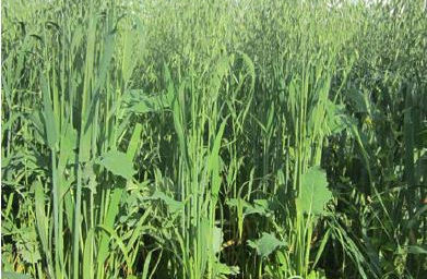 Annual Crop Mixtures for Beef Swath Grazing and Dairy Silage