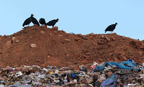 vultures.jpg