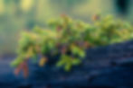 Thumbnail: Growing Potentilla and Green Flowers on a dead Stump