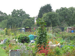exford road allotments.jpg