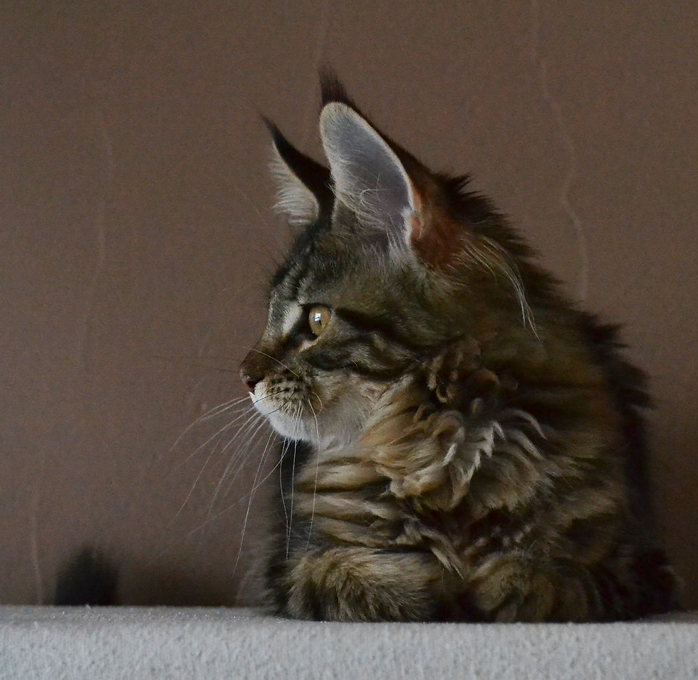 Khatul_madan Gimalaya