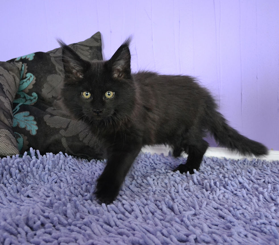 Khatul Madan Black sun(Соня)