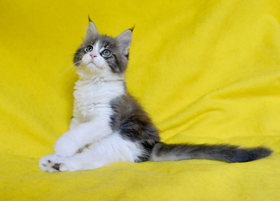 Khatul Madan_Emerald Flower