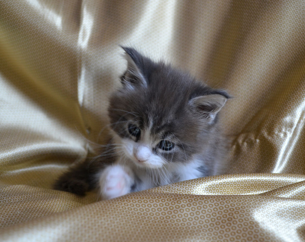 Khatul Madan_Emerald Flower