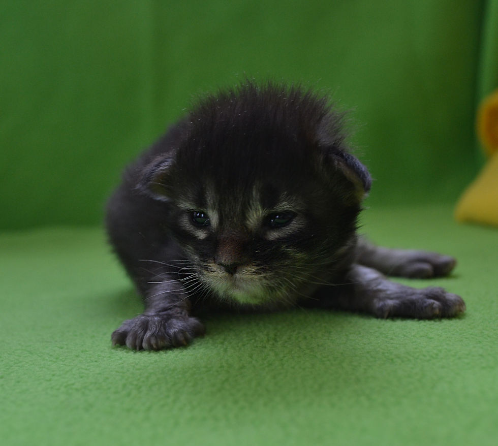 Khatul Madan_Coffee Espresso (кошка)