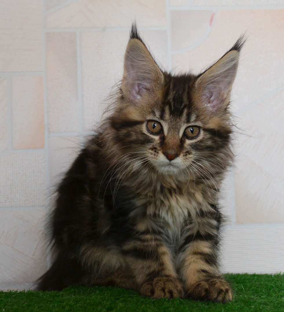 Khatul_madan Gimalaya