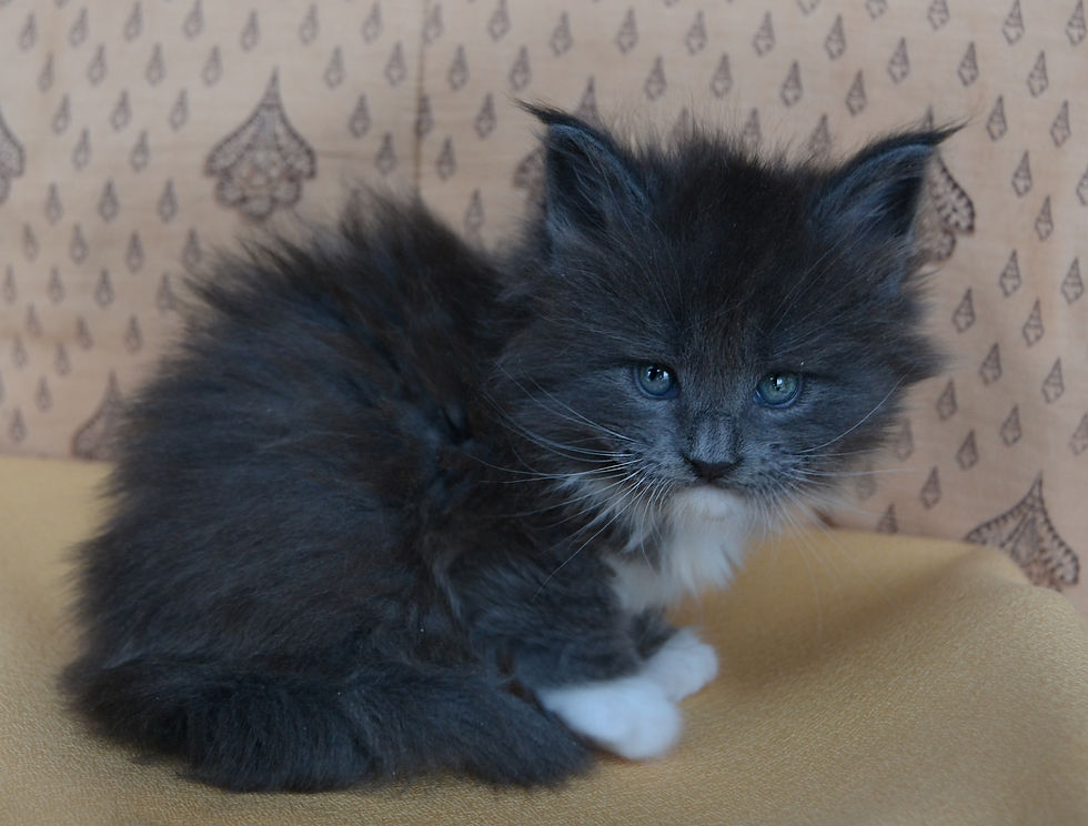 Khatul_madan Hello Holly