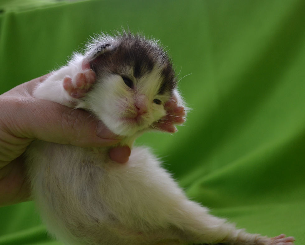 Khatul Madan _Coco Chanel