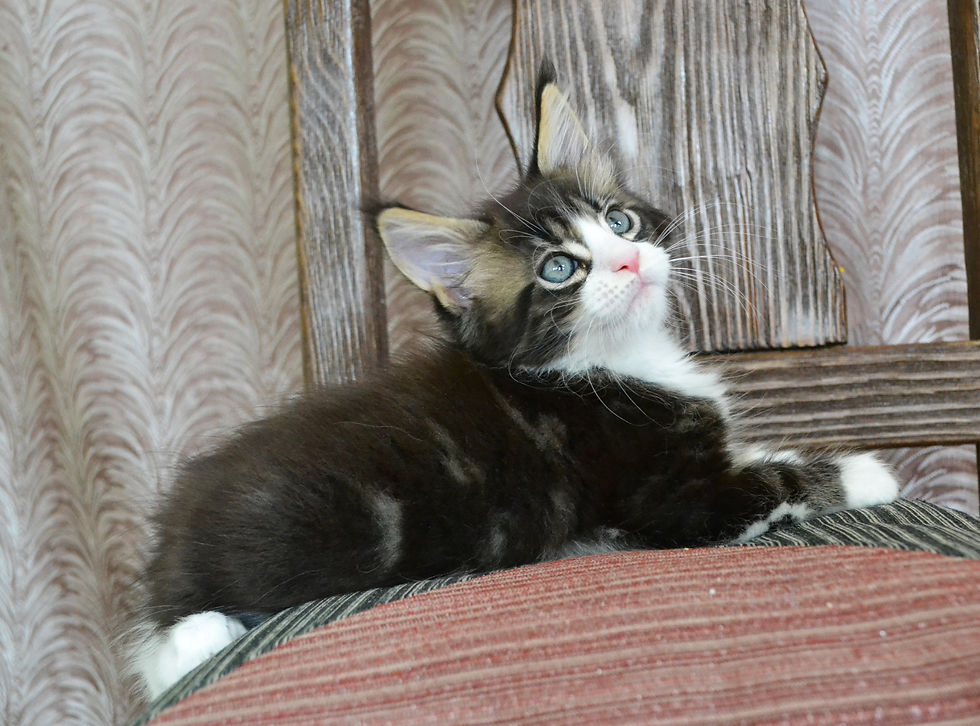 Khatul Madan_Cedar (кот)