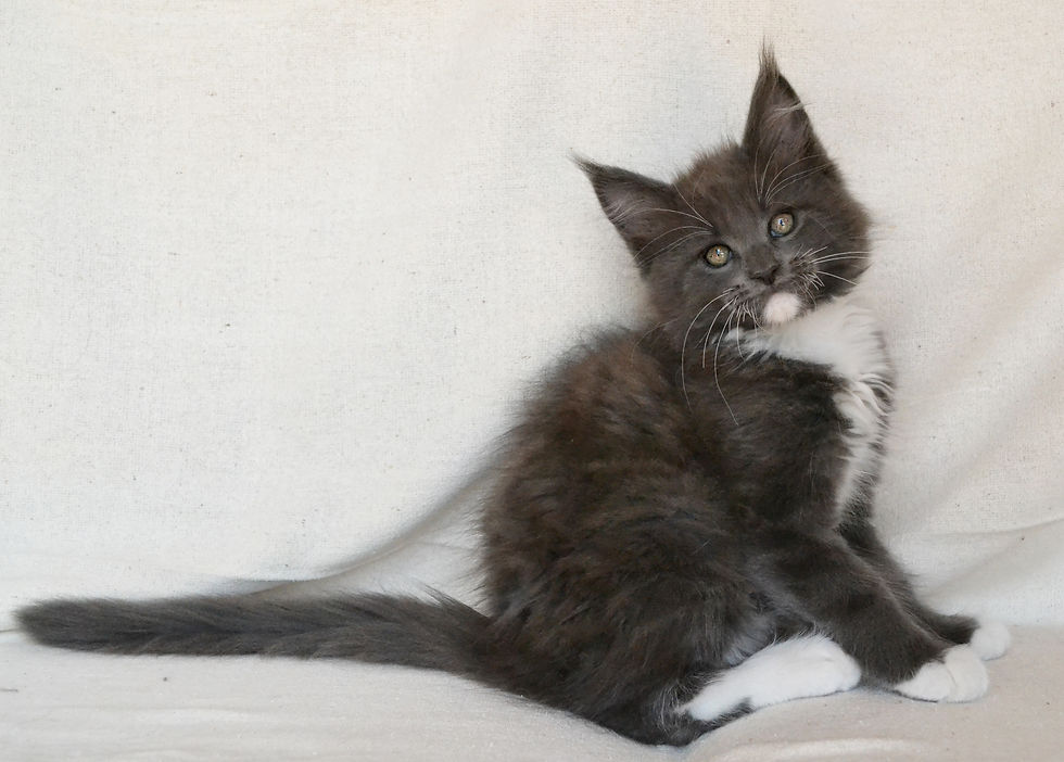 Khatul Madan_Disney (кот)