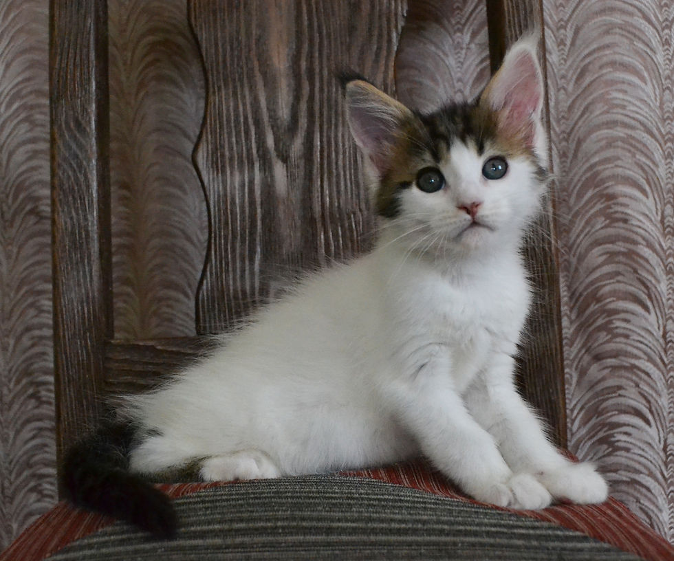 Khatul Madan _Coco Chanel