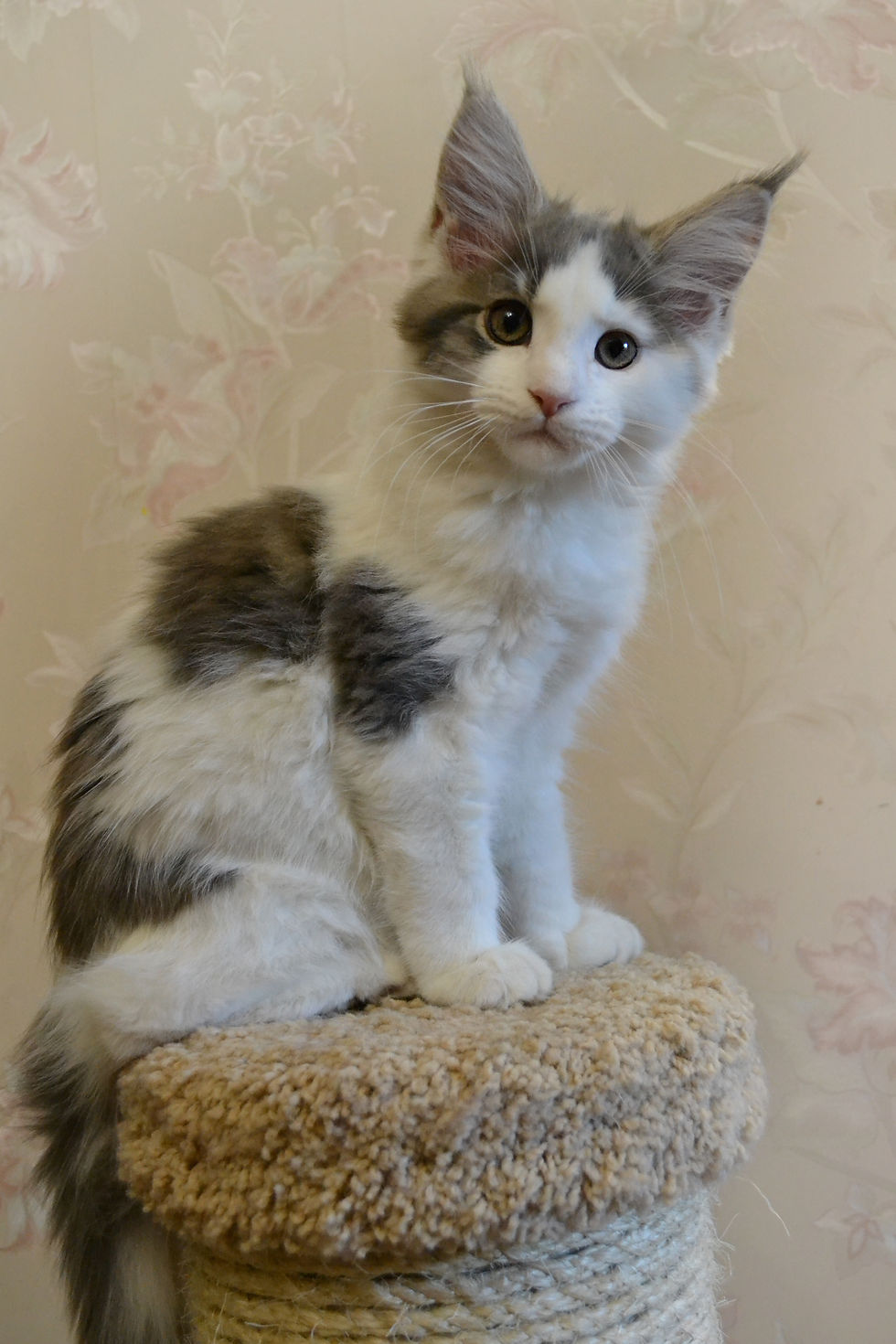 Khatul Madan_East Pearl