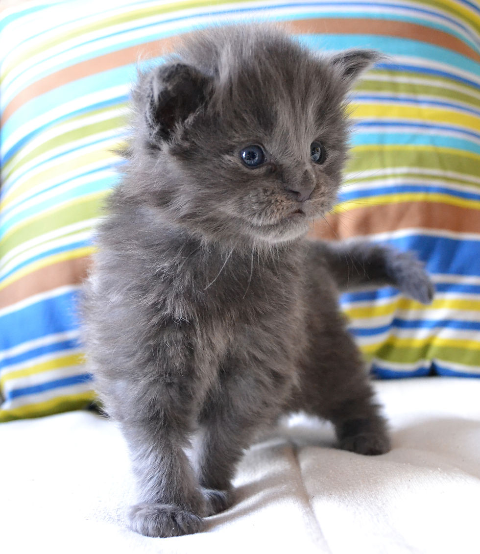 Khatul Madan_Dallas (кот)