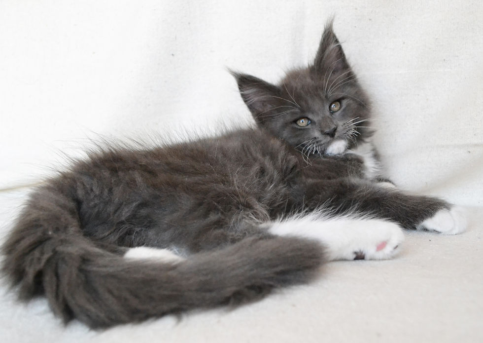 Khatul Madan_Disney (кот)