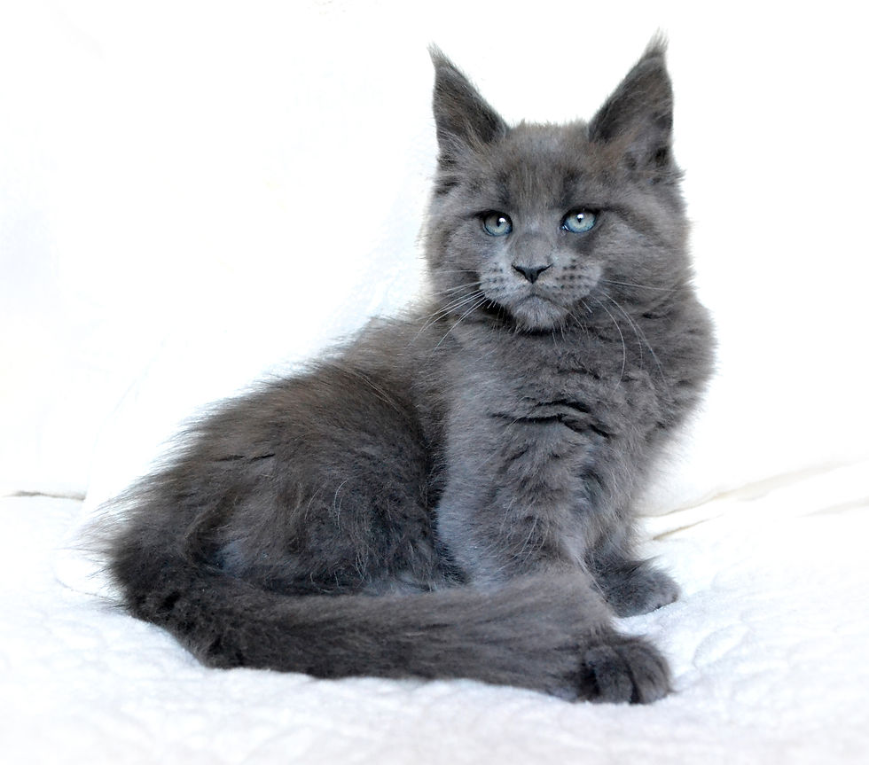 Khatul Madan_Enigmatic Sapphire