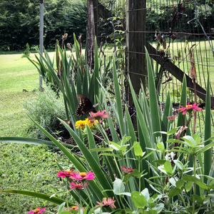 Cottage Gardens