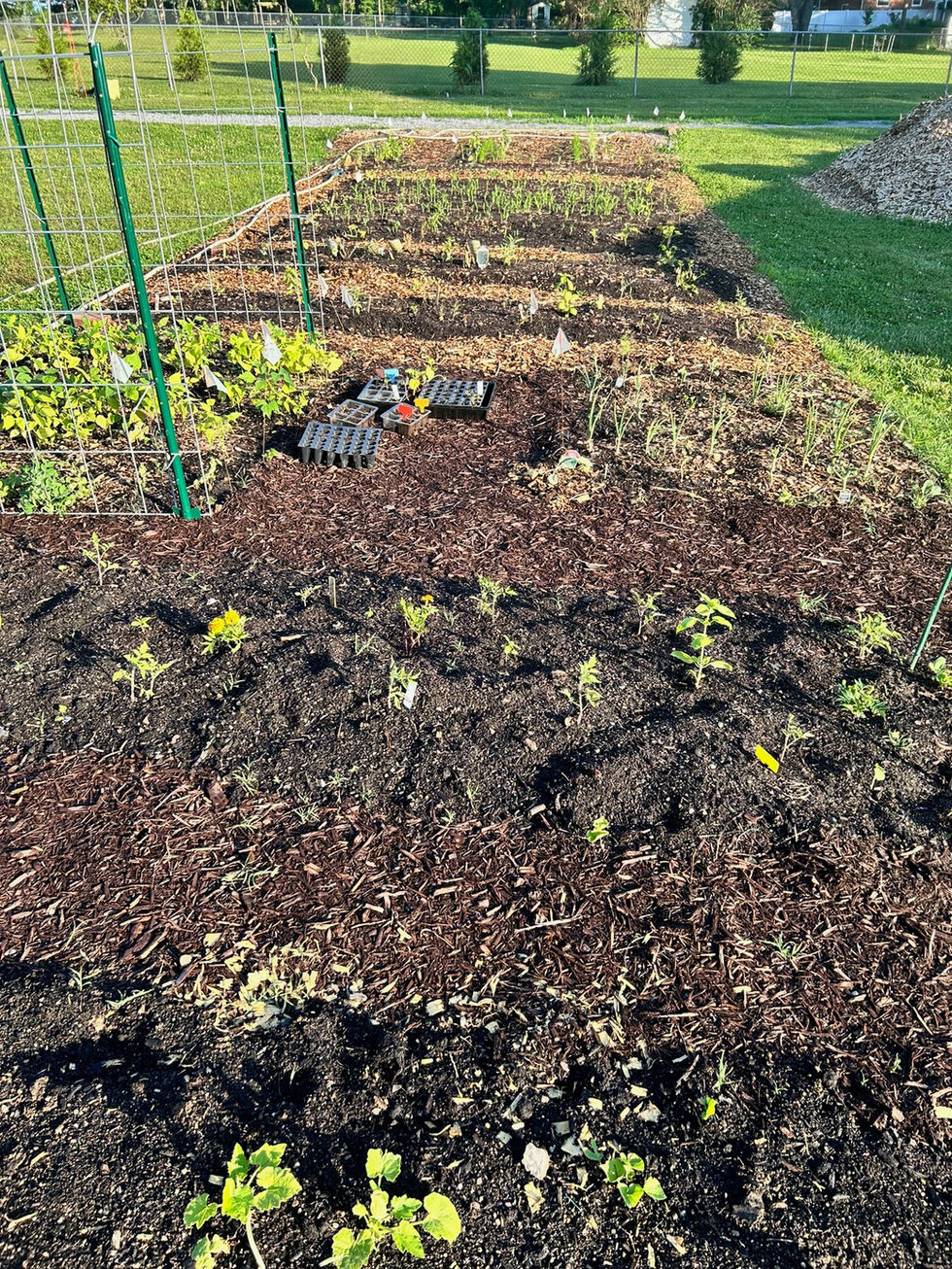 Large in-ground Kitchen Garden