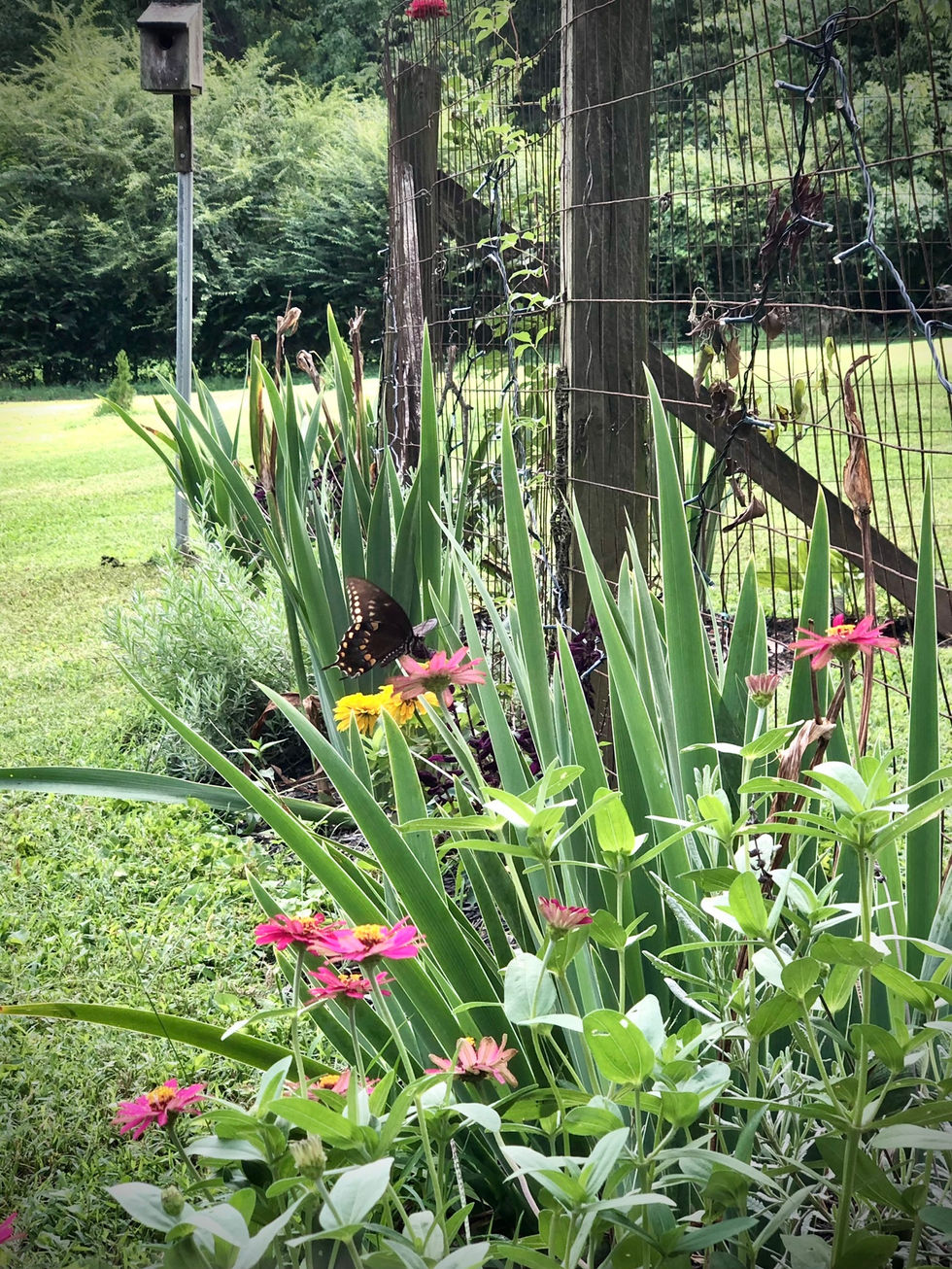 Cottage Garden