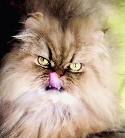 Emouvantes, étonnantes, hilarantes anecdotes! 