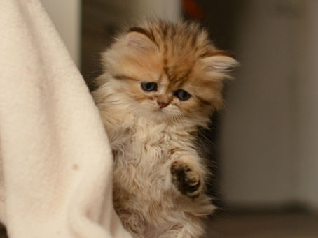 L'amour du chat persan