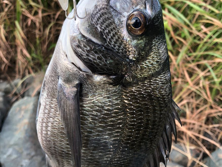 #13 北近畿チヌトップ。