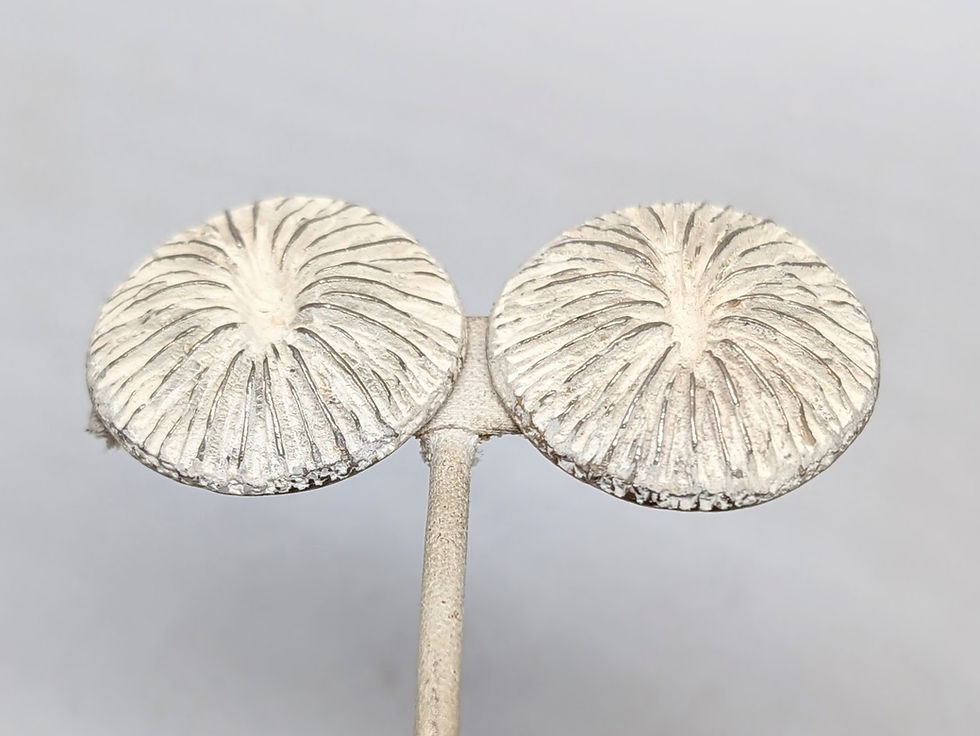 Thumbnail: Vintage Signed Mosell Oval Goldtone & White Enamel Shell Clip Earrings
