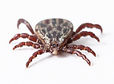 Tick pest control and fumigation