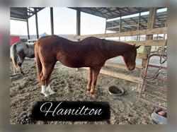 Hamilton