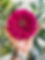 zinnia in hand.jpg