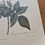 Thumbnail: Vintage Botanical Print 