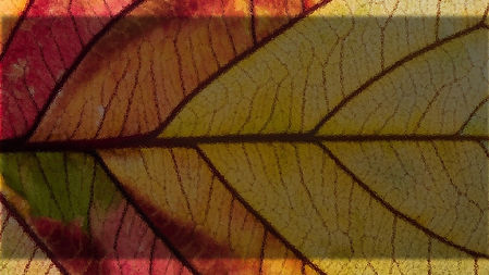 colors in leaf with shade.jpg