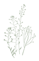 HB_WildGrass-2.png