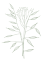 Wild-3.png