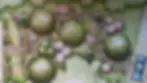 landscape pla.webp